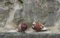 2 Brown morphÃÂ rock pigeons sitting on rocky wall